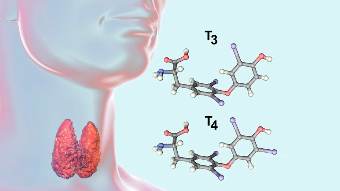Hormon tuyến giáp T3 T4 có vai trò gì?
