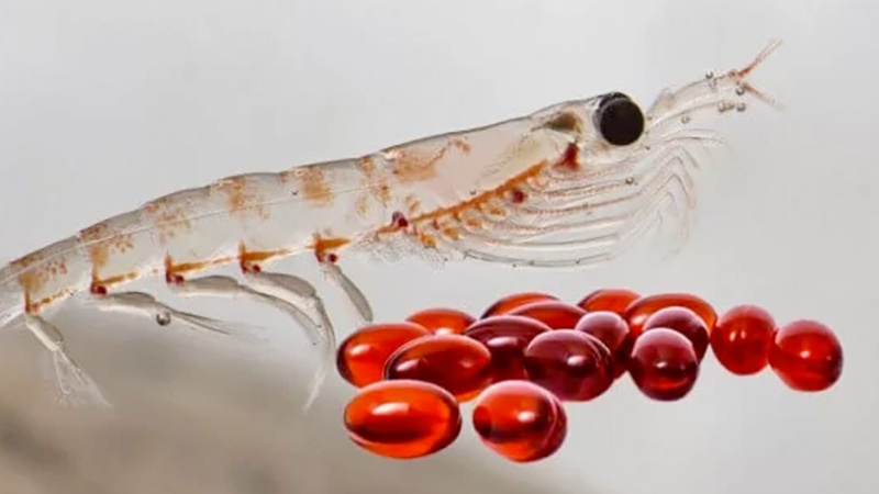 Dầu Krill là gì? Tác dụng của dầu Krill đối với sức khỏe