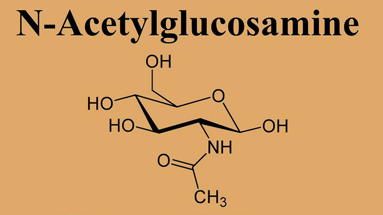 Acetyl glucosamine là gì? Tác dụng và lưu ý sử dụng