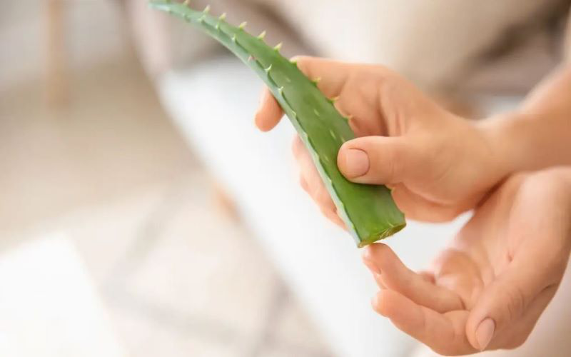 Aloe Vera là gì? Công dụng của Aloe Vera đối với sức khỏe và làn da.4