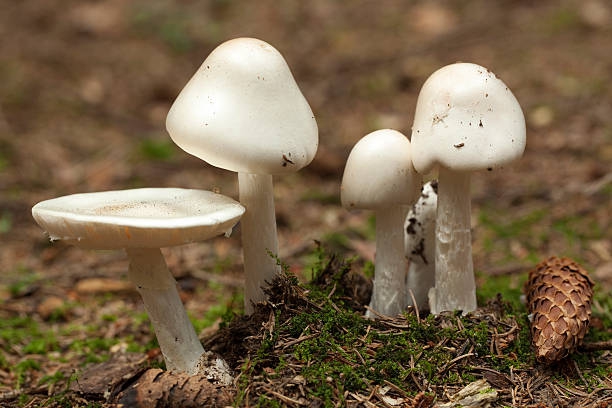 Amanita toxin có trong thực phẩm nào?2