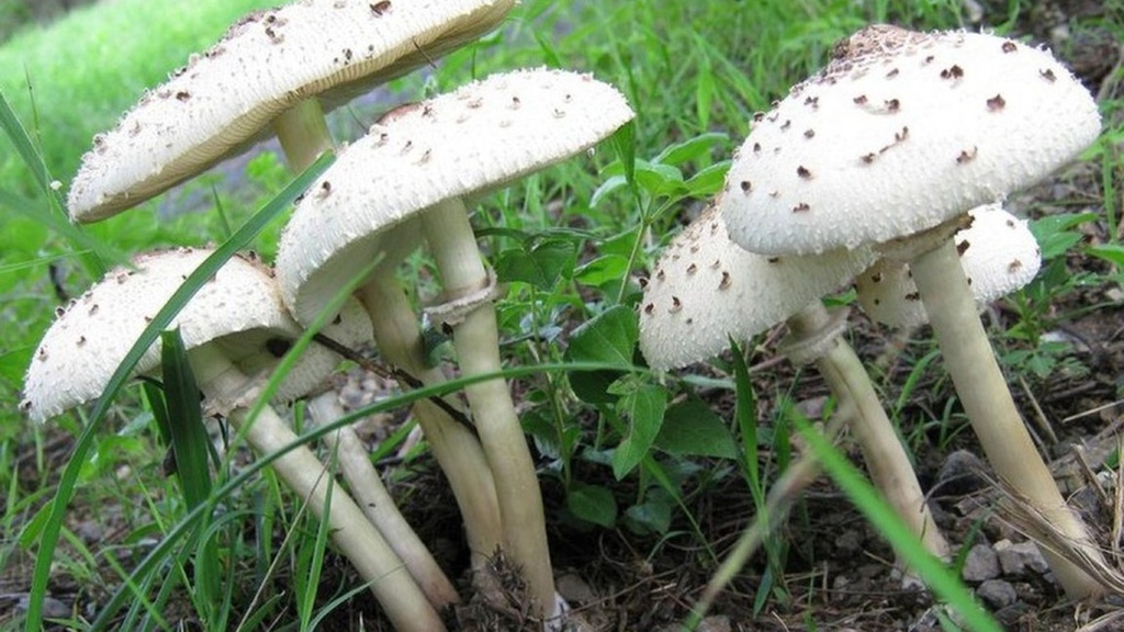 Amanita toxin có trong thực phẩm nào?