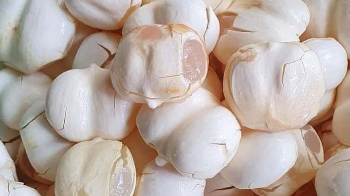 Ăn hạt thốt nốt có tốt không và bật mí những cách chế biến hạt thốt nốt - Nhà thuốc FPT Long Châu