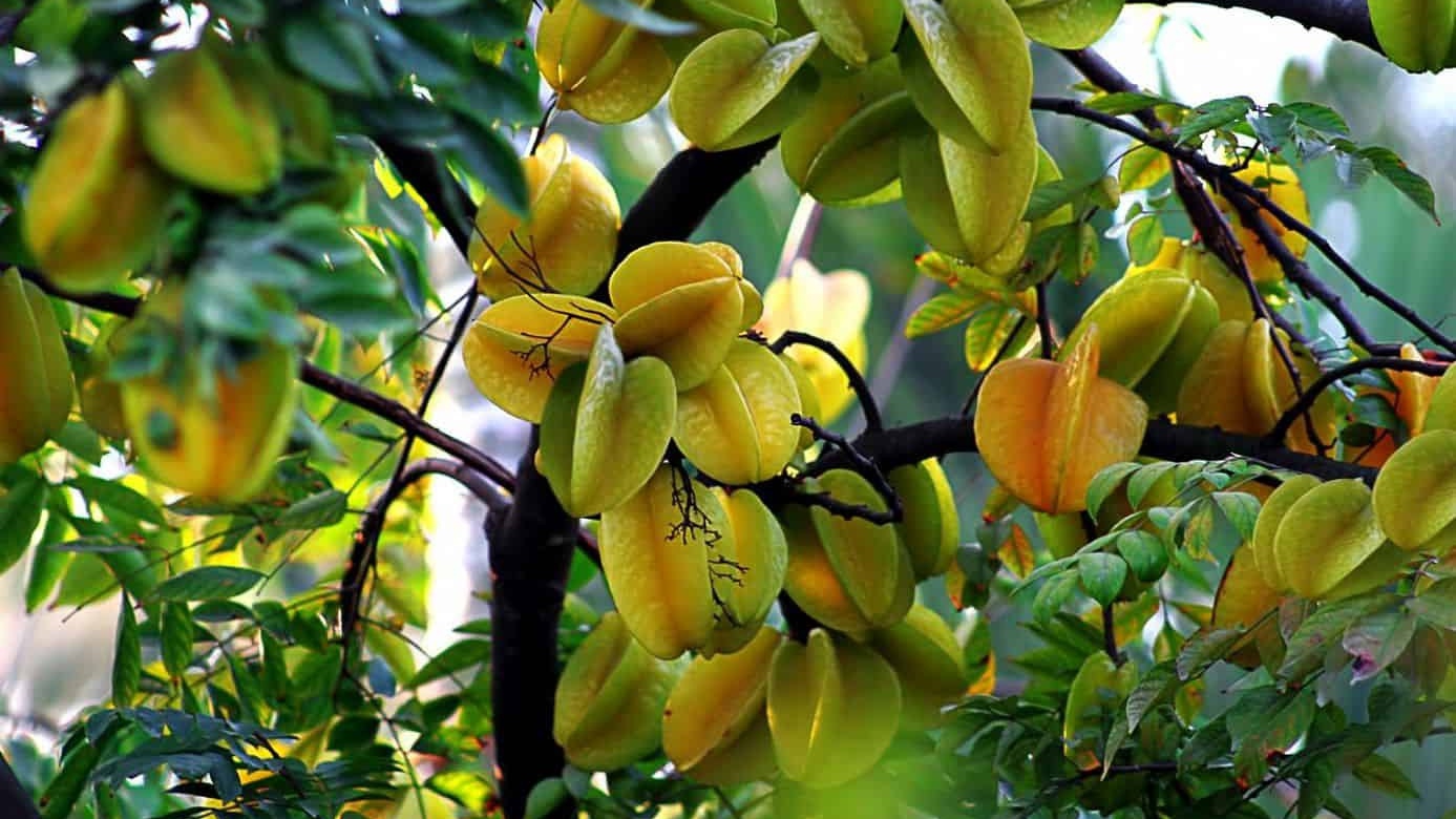 Ăn khế có tốt không? Những ai không nên ăn khế?