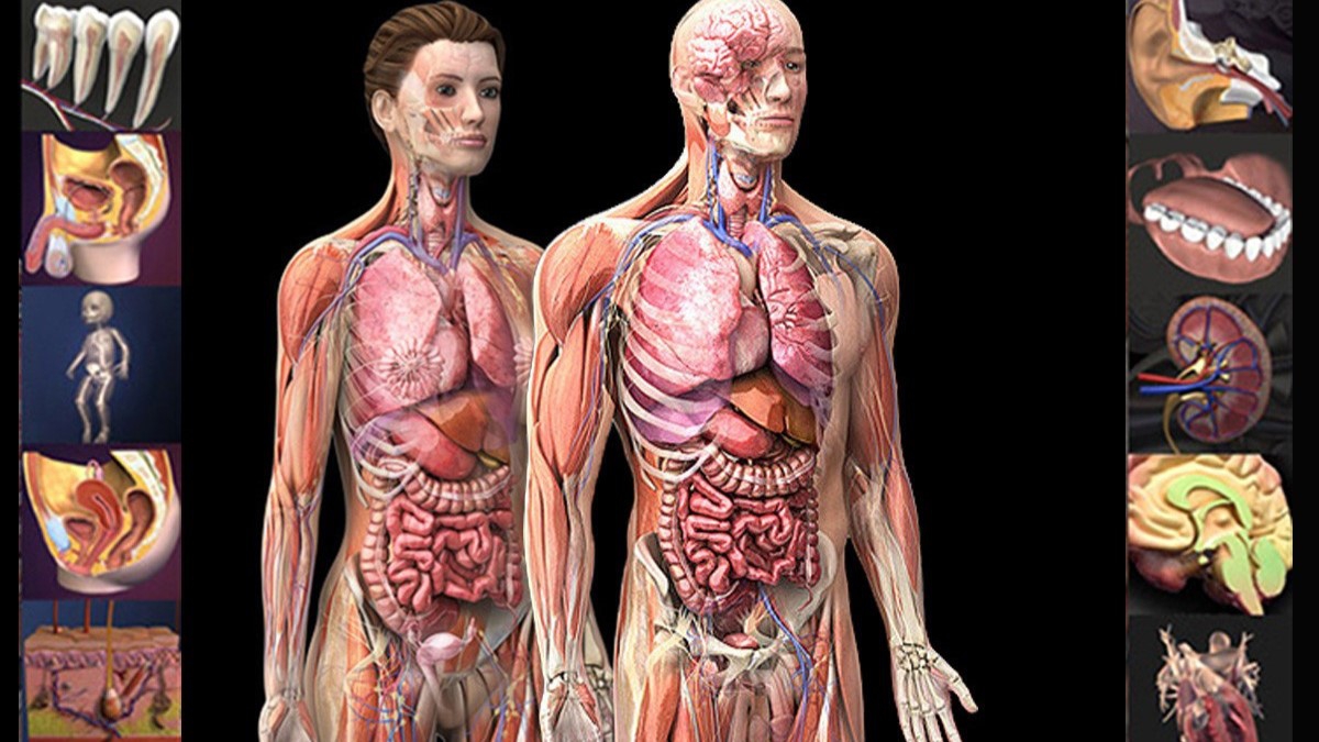 Anatomy là gì? Vai trò và một số phương thức của Anatomy