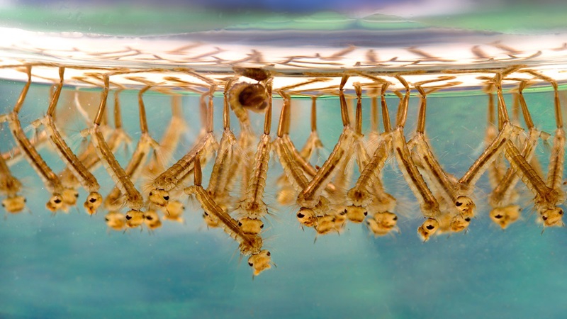 Ấu trùng muỗi: Đặc điểm sinh học và cách phòng chống, tiêu diệt 1