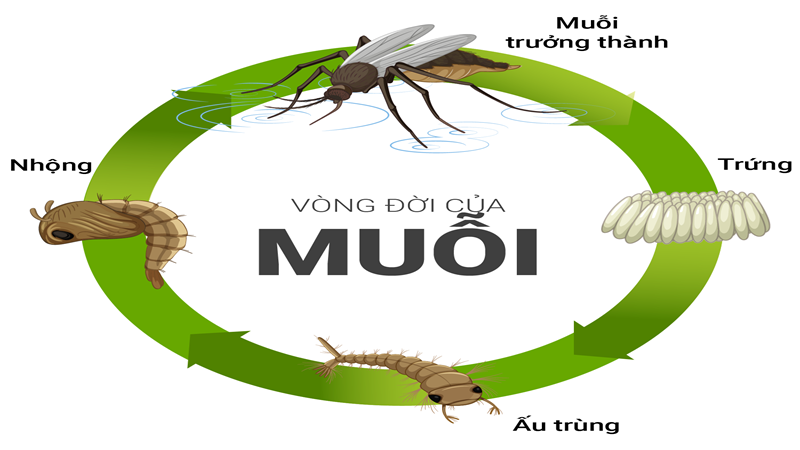Ấu trùng muỗi: Đặc điểm sinh học và cách phòng chống, tiêu diệt 2