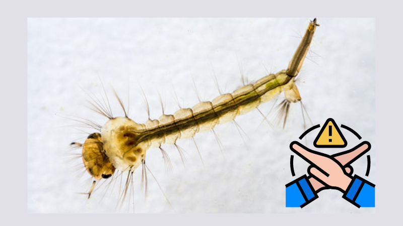 Ấu trùng muỗi: Đặc điểm sinh học và cách phòng chống, tiêu diệt 4