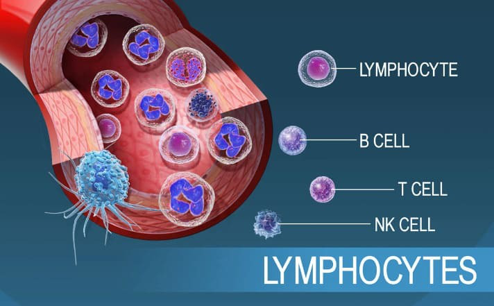 Bạch cầu lympho giảm có nguy hiểm không? 1