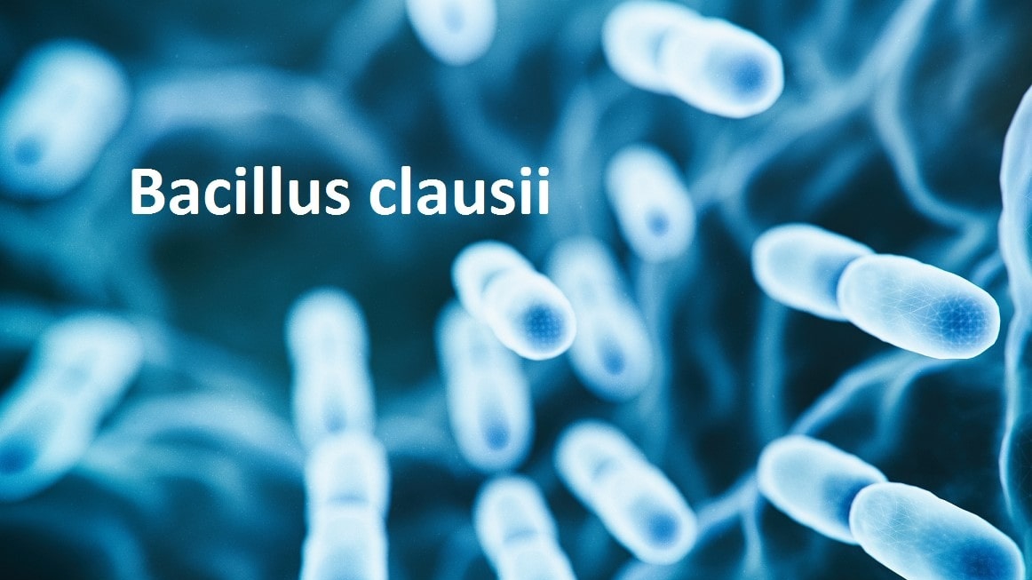 Bacillus clausii? Vai trò và cách bổ sung bacillus clausii