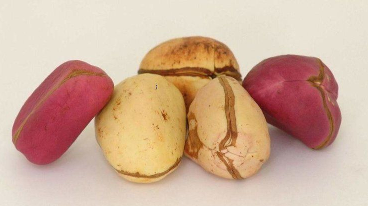 Hạt cola - Loại hạt mang lại nhiều lợi ích cho sức khỏe