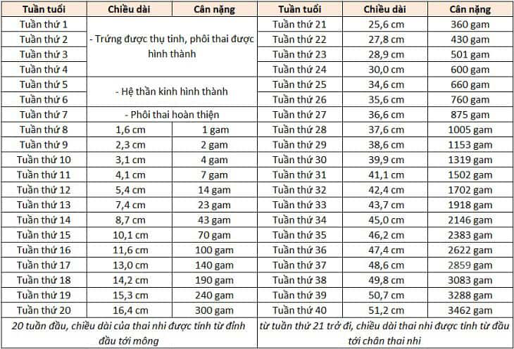 Theo dõi sự phát triển của bé qua bảng cân nặng chuẩn thai nhi bệnh viện Từ Dũ 1