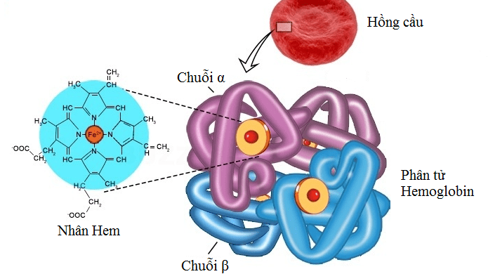 benh-hemoglobin-la-benh-gi-va-co-nguy-hiem-khong 1