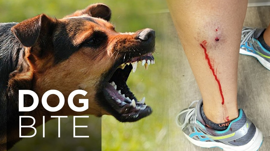Có những biểu hiện nào cho thấy da bị trầy xước và chảy máu do răng chó?

