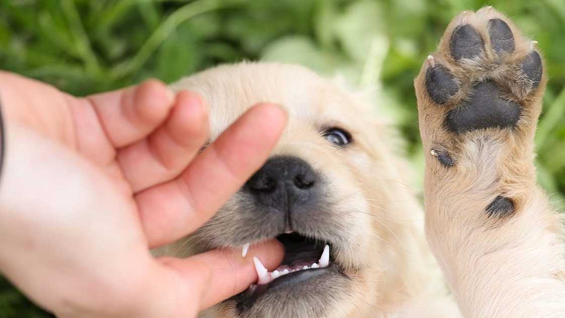 Răng chó có thể làm xước da của con người?