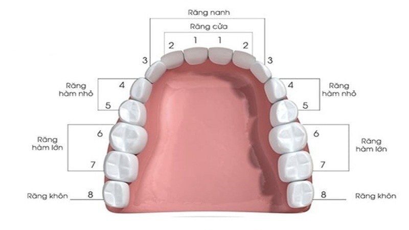 Bị sâu răng số 5 phải làm sao? 1