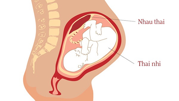 Tìm hiểu về độ trưởng thành trong siêu âm thai là gì vai trò và yếu tố quan trọng
