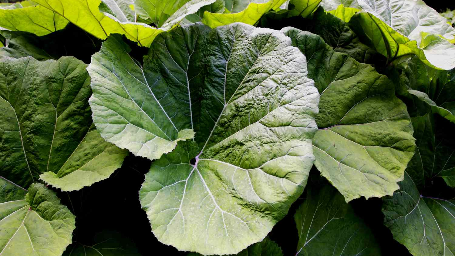 Butterbur là gì? Tìm hiểu về butterbur