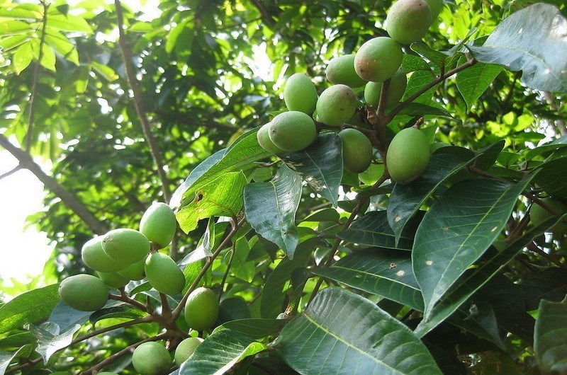 quả cà na