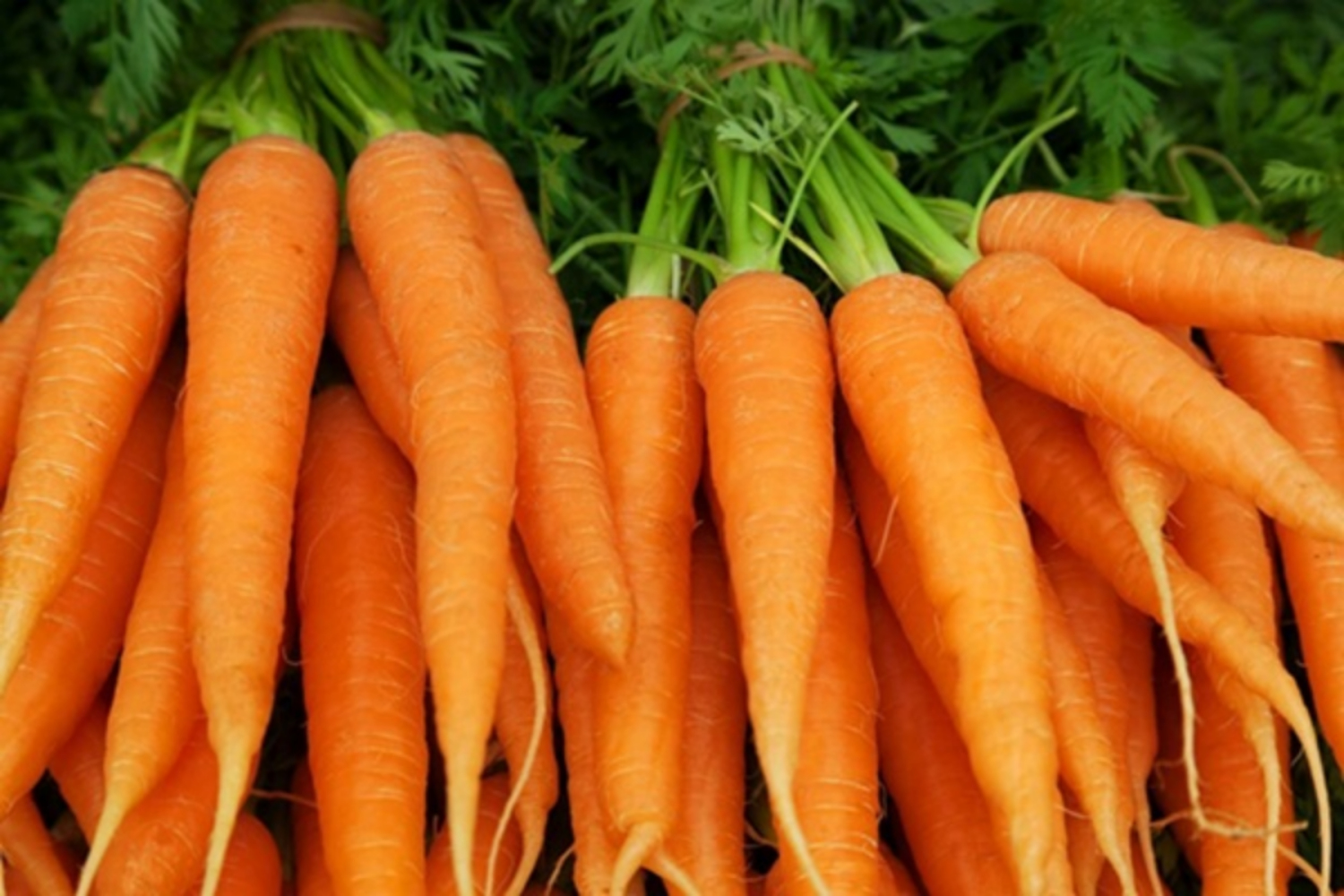 Cà rốt có tác dụng gì
