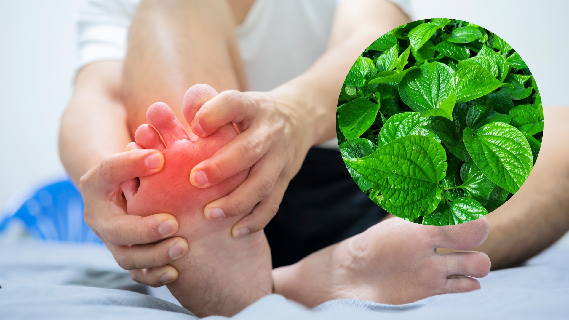 Chữa bệnh gout bằng lá lốt có hiệu quả không?