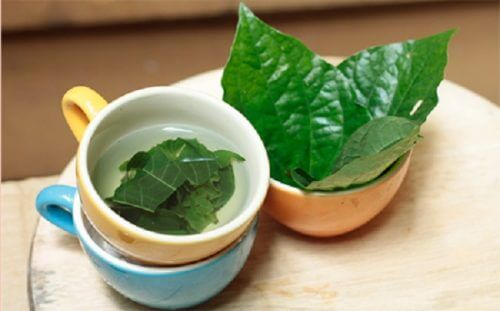 Bạn có thể dùng loại lá lốt tươi hay khô để chữa bệnh gout?
