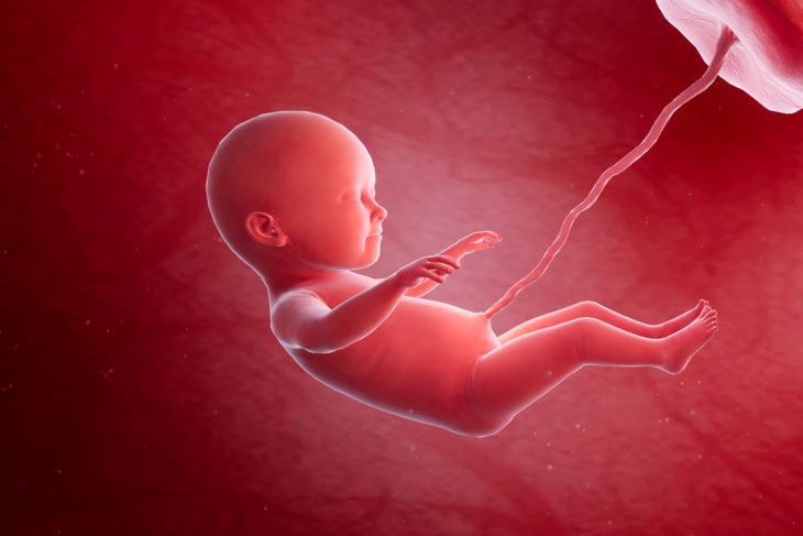 Các giai đoạn phát triển của thai nhi và những điều cần biết 3