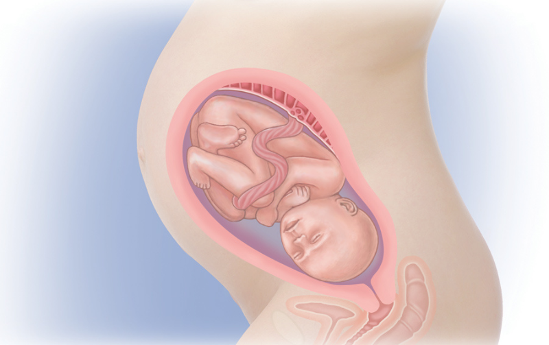 Các giai đoạn phát triển của thai nhi và những điều cần biết 5