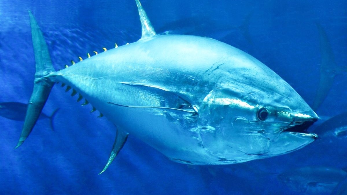 cá ngừ Phú Yên tin tức hình ảnh video bình luận mới nhất