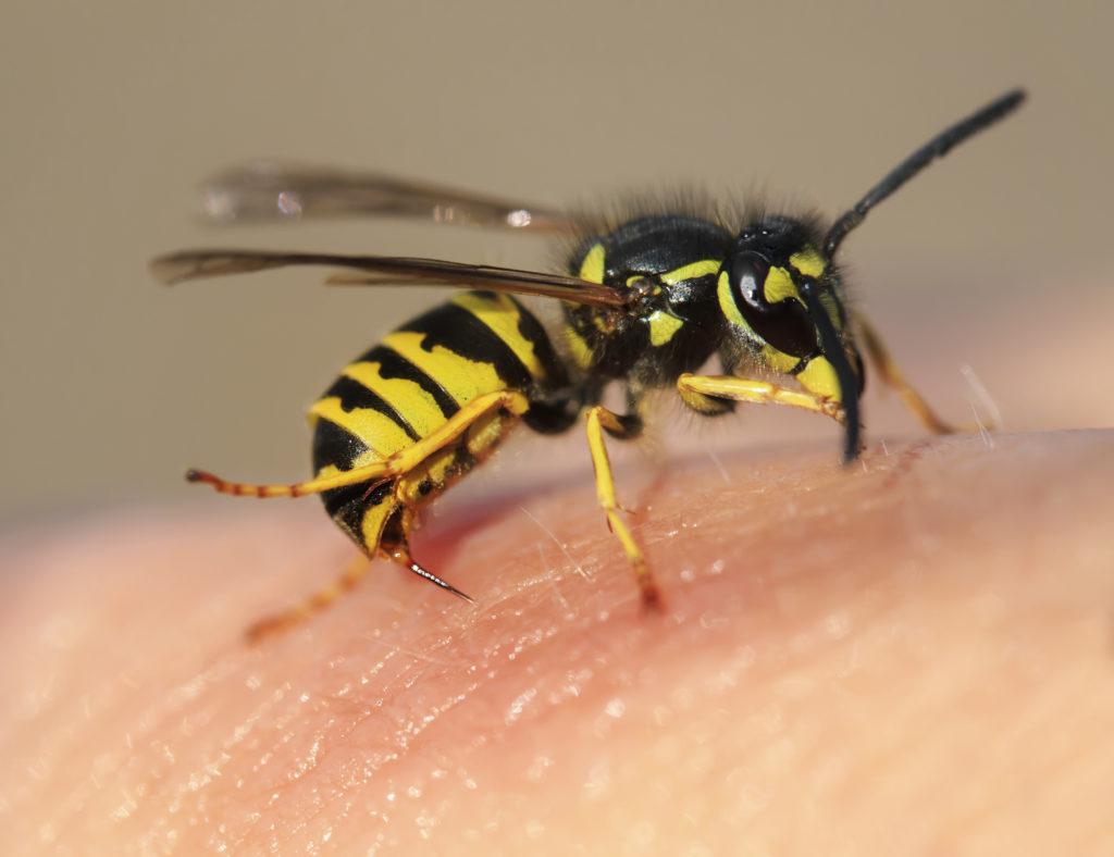 Có thuốc nào không gây kích ứng da khi sử dụng để trị ong đốt?
