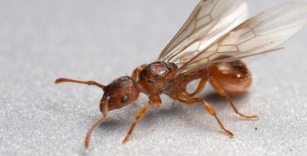 Có cách nào để ngăn chặn sự xuất hiện của kiến cánh trong nhà không?
