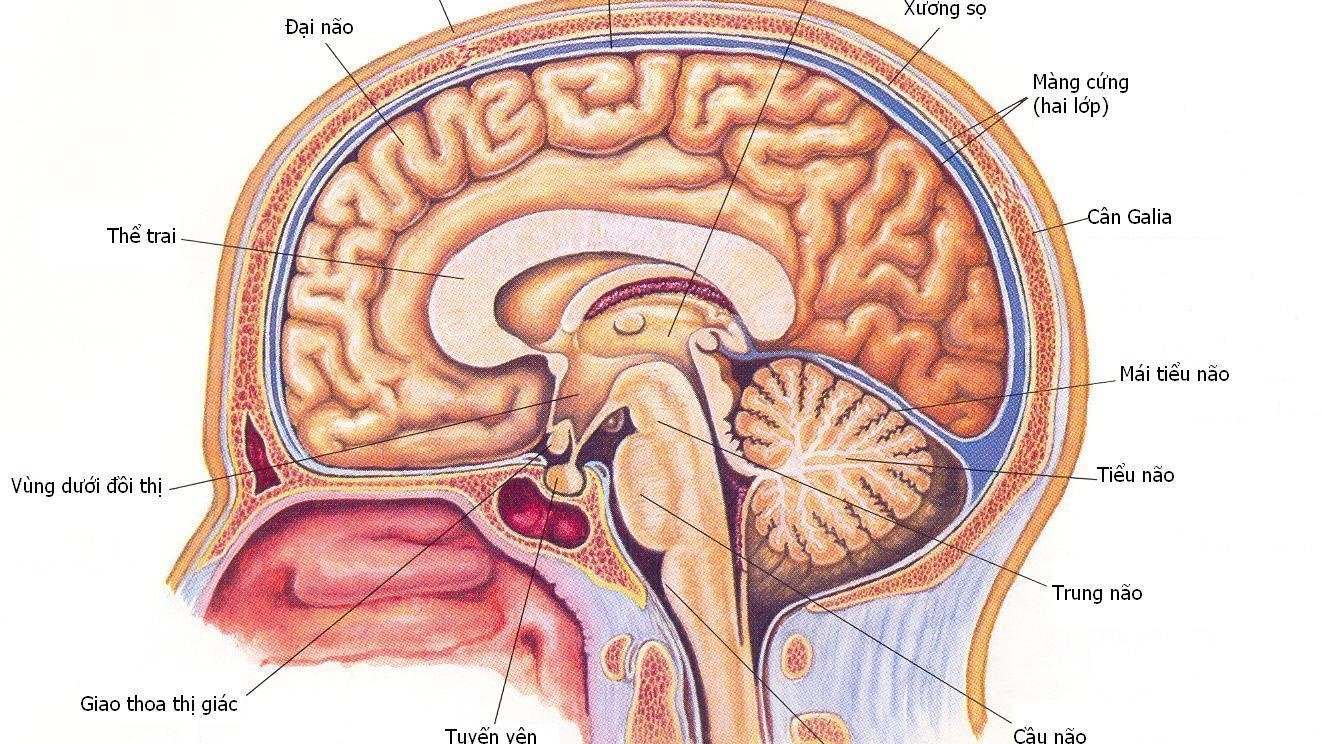 Cách hệ thần kinh trung ương hoạt động như thế nào? 