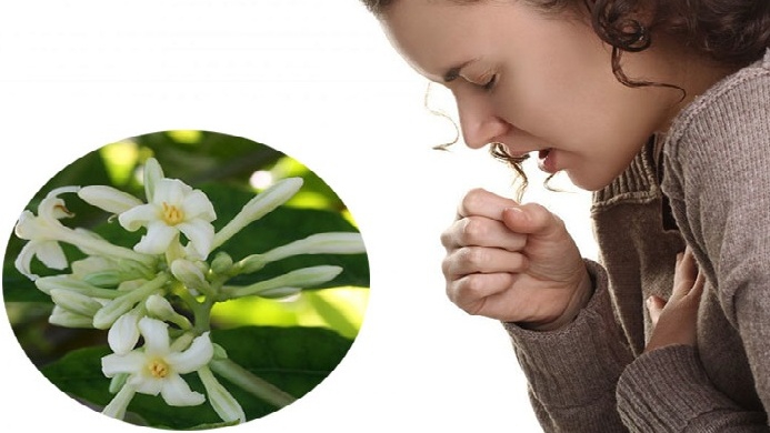 Hoa đu đủ hấp đường phèn có lợi ích gì cho sức khỏe?
