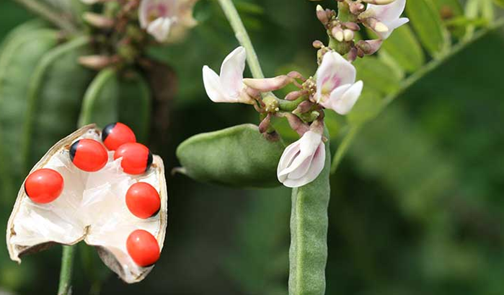 Hạt Cam thảo dây rất độc