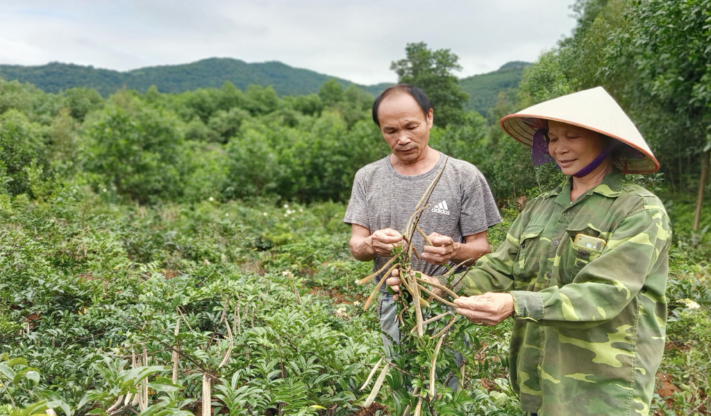 Cát sâm được trồng nhiều ở vùng núi phía Bắc nước ta