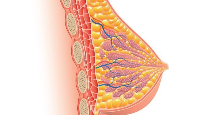 Cấu tạo giải phẫu tuyến vú nữ giới