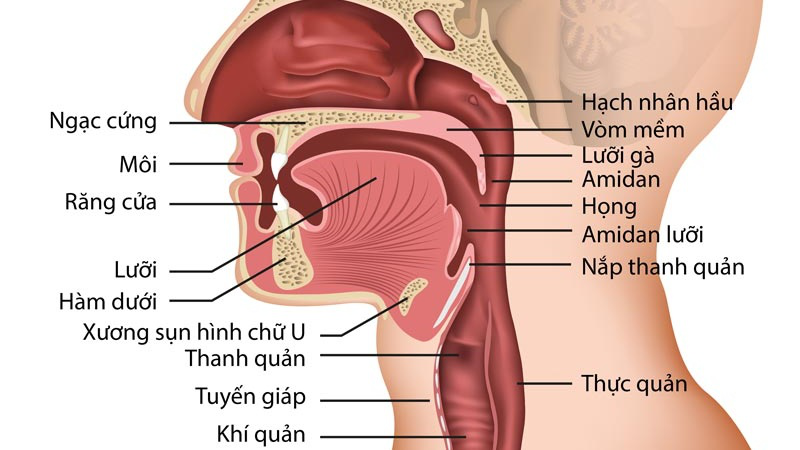 tat-tan-tat-ve-mieng-nguoi-cau-truc-va-chuc-nang-quan-trong 2