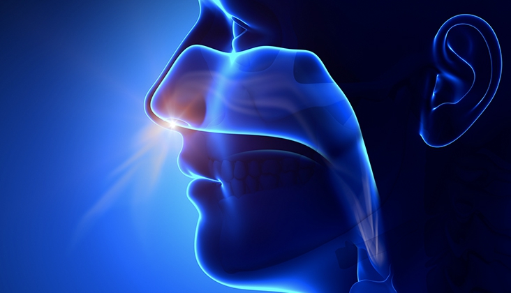 Cấu trúc, chức năng của mũi và những bệnh lý liên quan 3