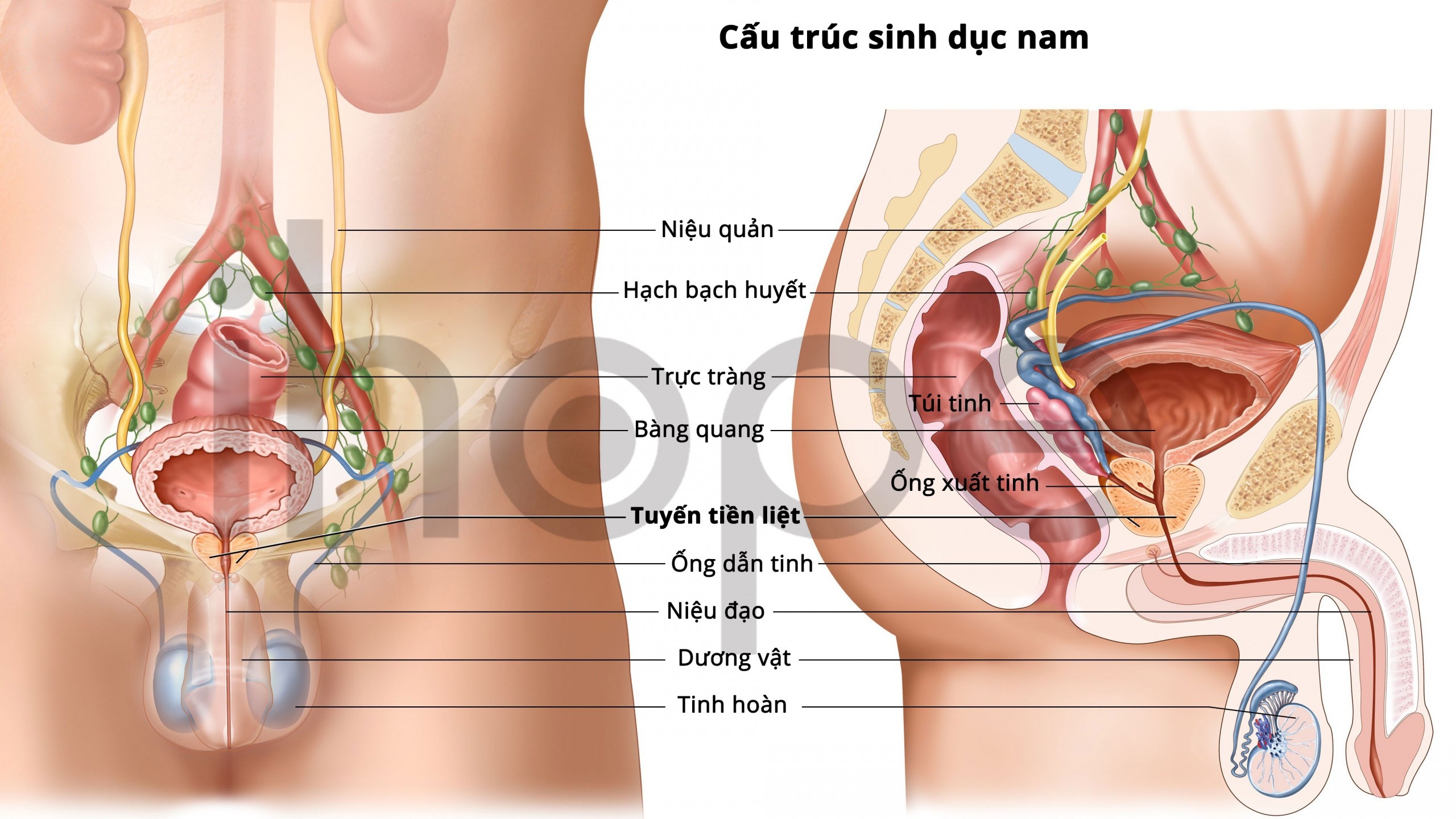 Ung thư túi tinh: Hiểu để phòng ngừa hiệu quả