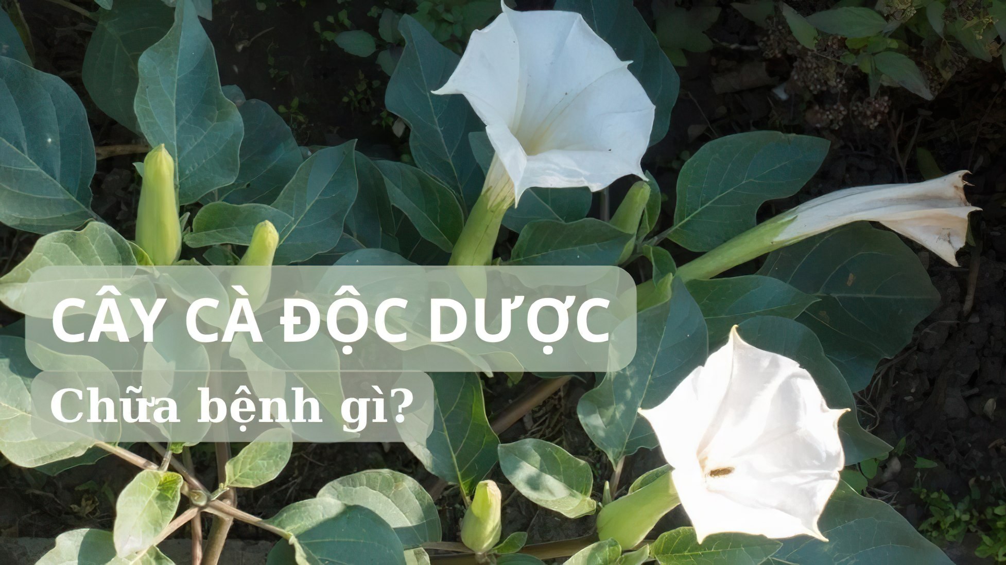 Cây cà độc dược chữa bệnh gì? Nhiều điều cần lưu ý khi sử dụng