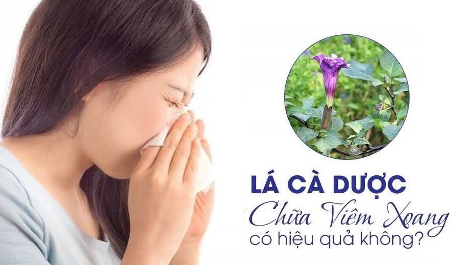 Có nên sử dụng cây cà độc dược chữa viêm xoang không?