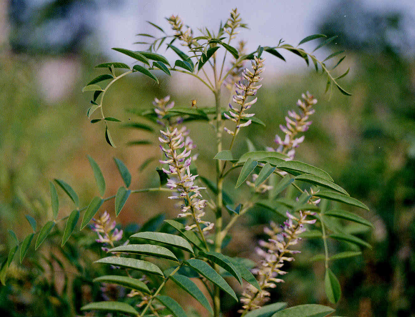 cây cam thảo bắc