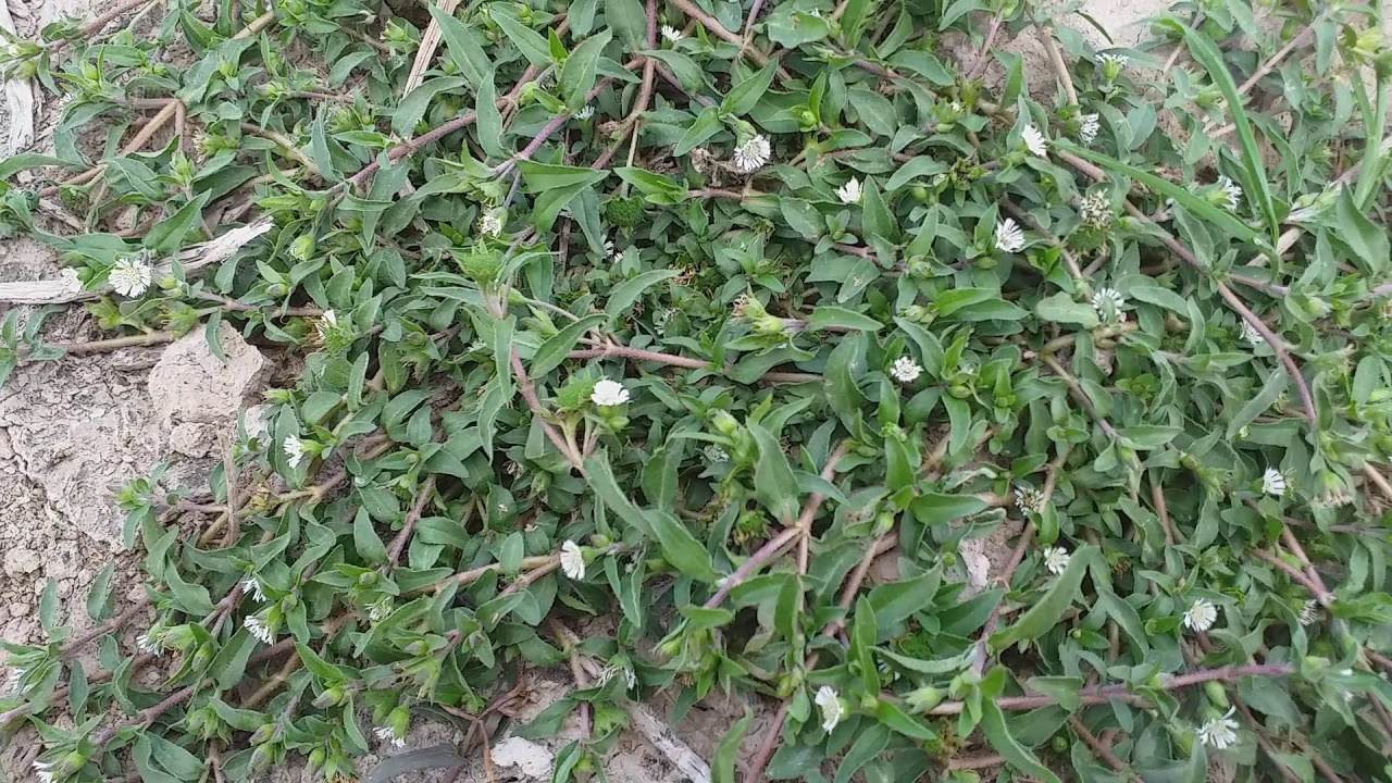 Cây cỏ mực thường mọc ở đâu trong Việt Nam?