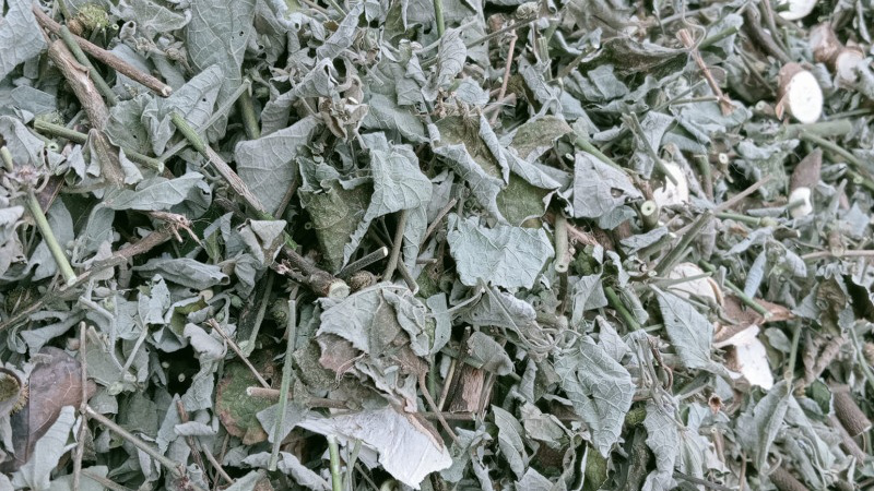 cay-ke-hoa-dao-la-cay-gi-co-tac-dung-nhu-the-nao-2.jpg