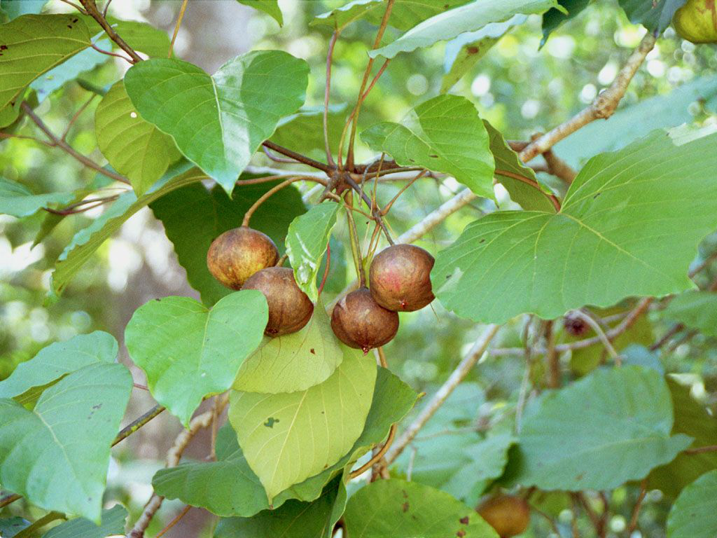 cây trẩu sâu răng