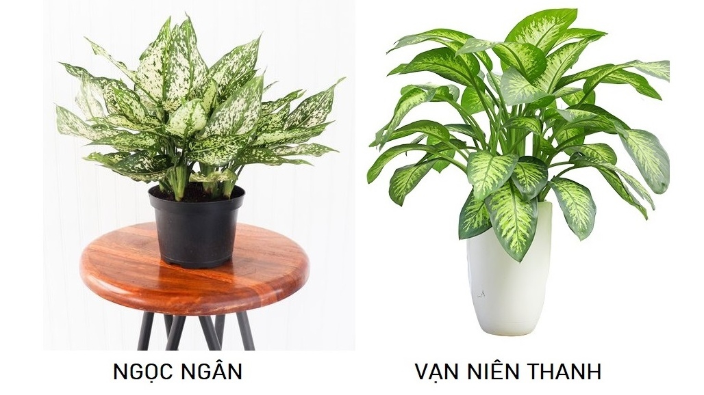 Cây vạn niên thanh và cây ngọc ngân phân biệt như thế nào?