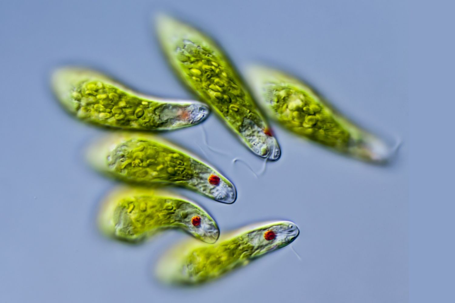 Euglena Gracilis dưới kính hiển vi