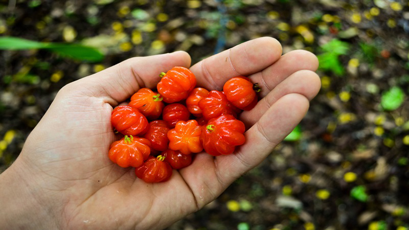 Cherry Surinam​: Thành phần dinh dưỡng và lợi ích sức khỏe 1