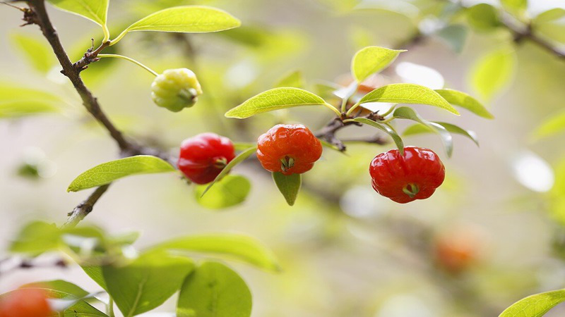 Cherry Surinam​: Thành phần dinh dưỡng và lợi ích sức khỏe 2