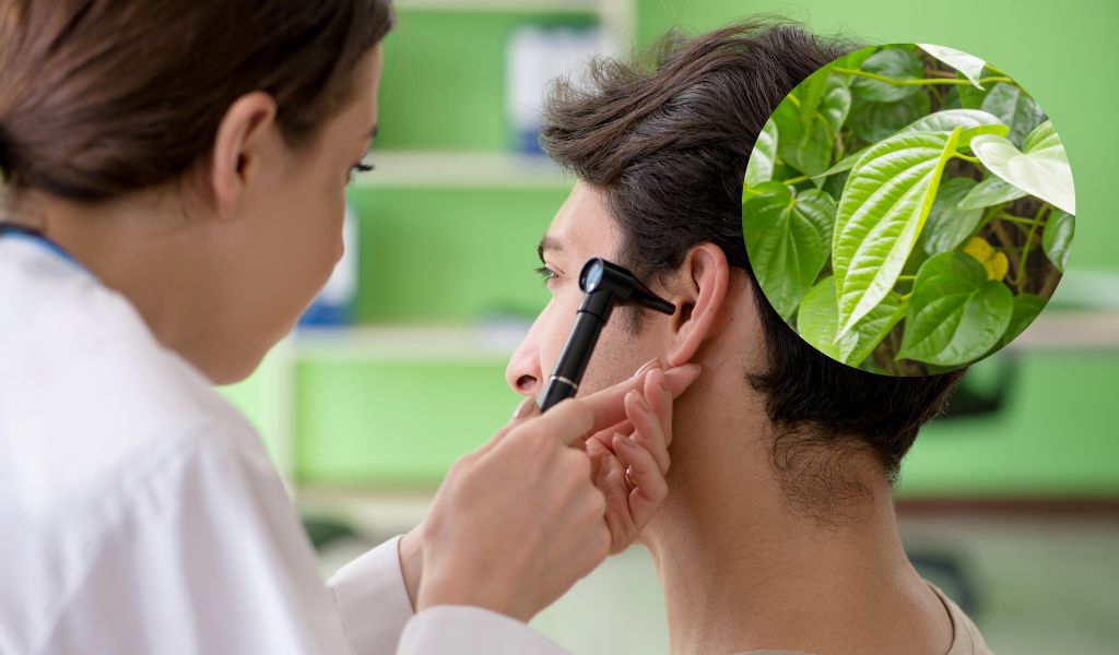 How to treat middle ear inflammation using betel leaves?